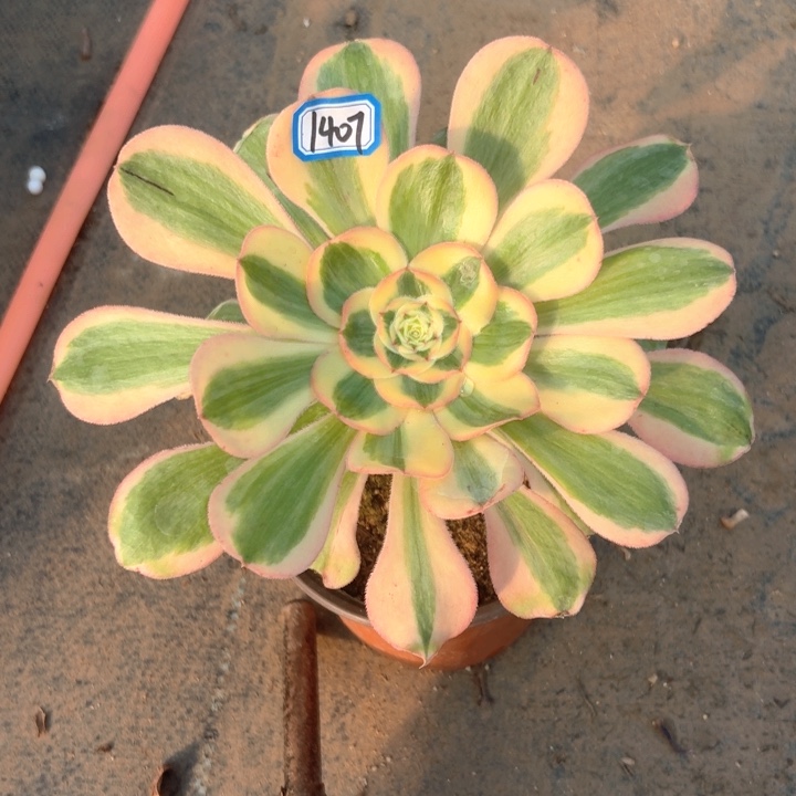 王妃法师多肉1407