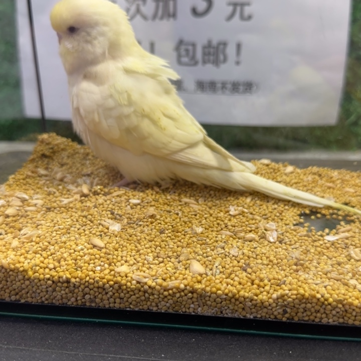 虎皮鹦鹉大头虎皮鹦鹉