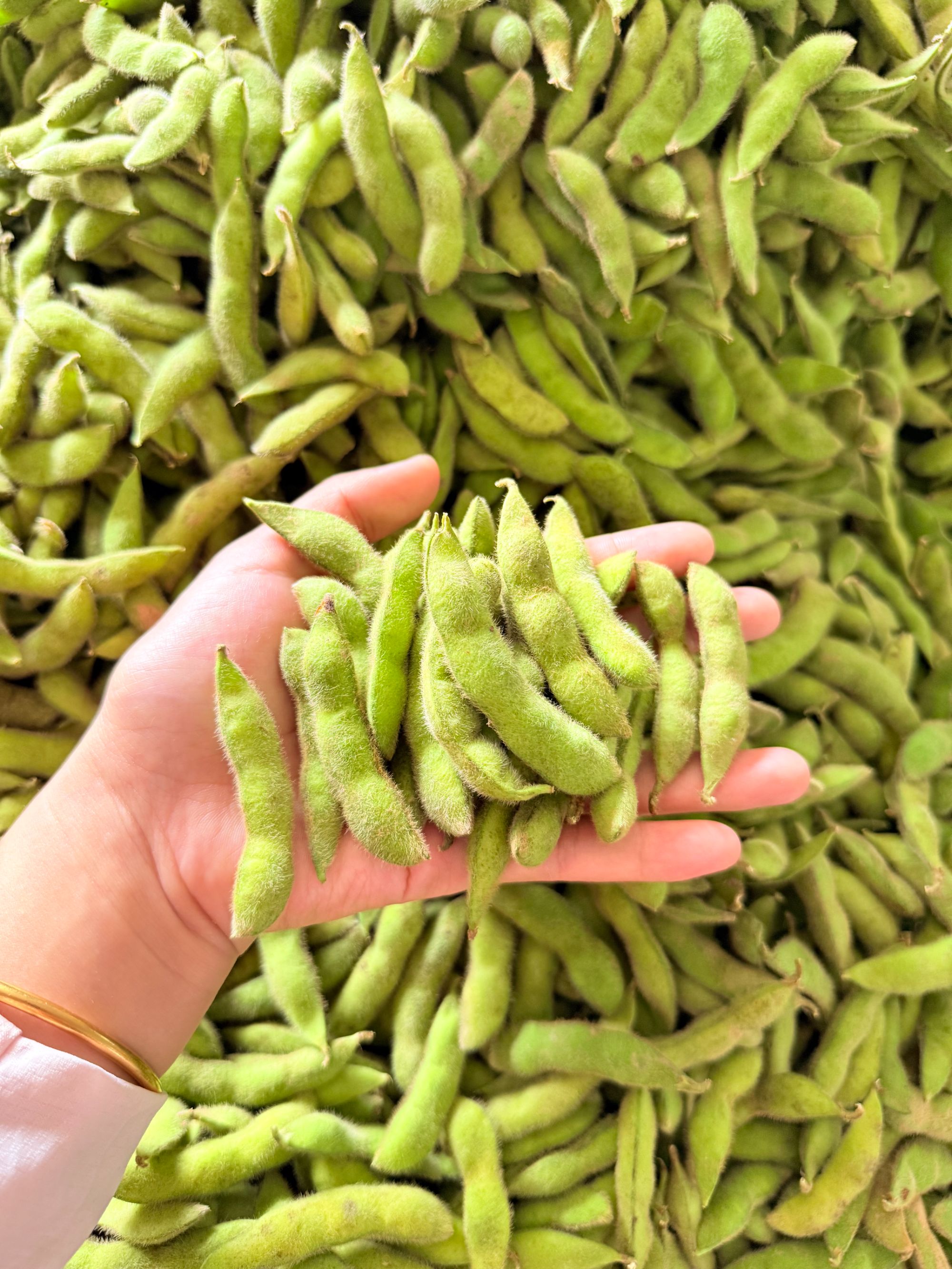 新鲜带壳九月寒大青豆现摘现发颗粒饱满应季蔬菜