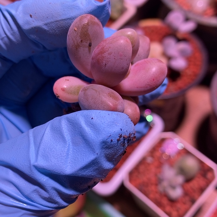 红手指锦多肉植物多肉植物