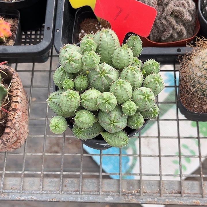 正***诺我也不知道我为什么要这样