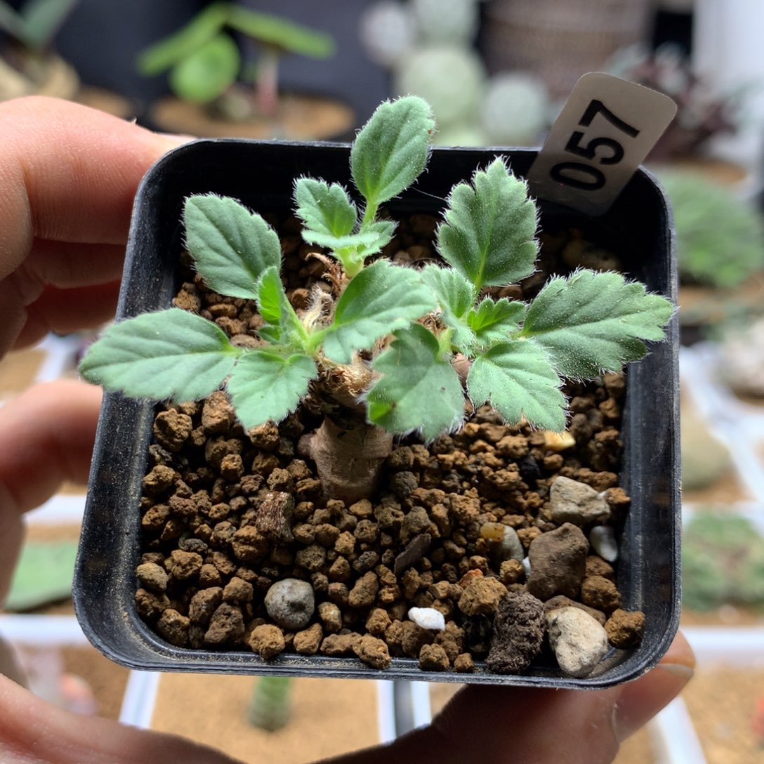 文纳森杨葵母本带盆