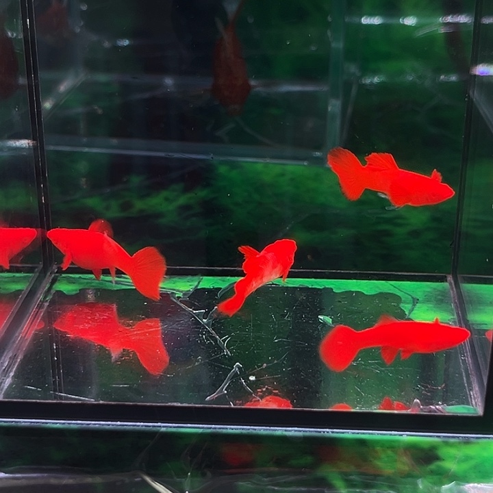 孔雀鱼精品火麒麟公1条