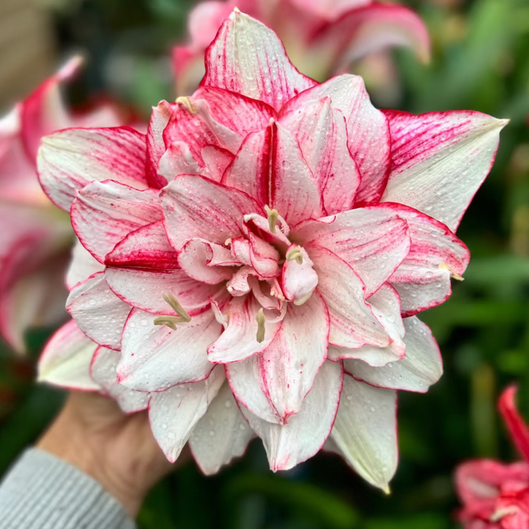 【红瑞秋】澳朱重瓣朱顶红种球大球四季开花好养活室内外盆栽花卉