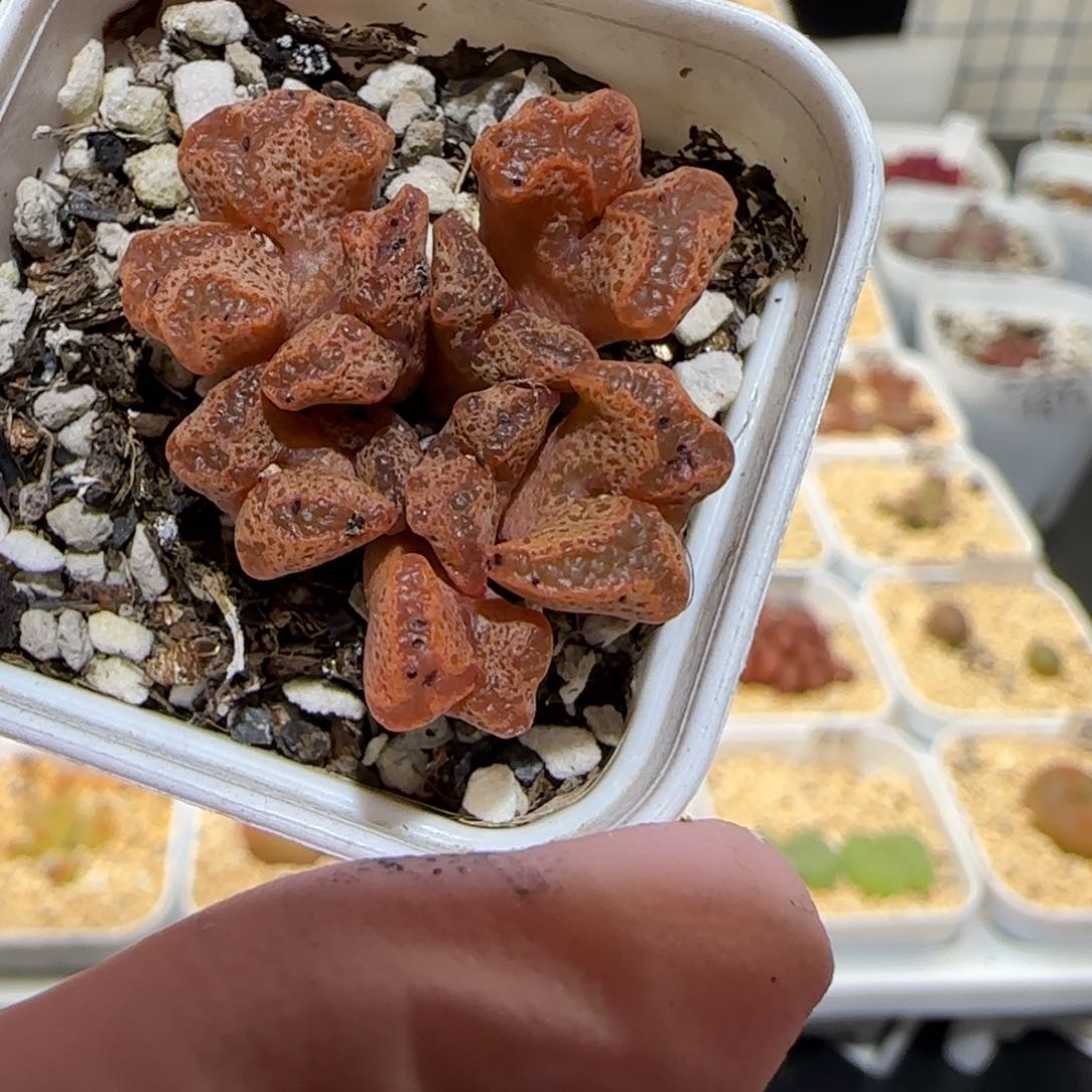 肉锥多肉植物百科-1217