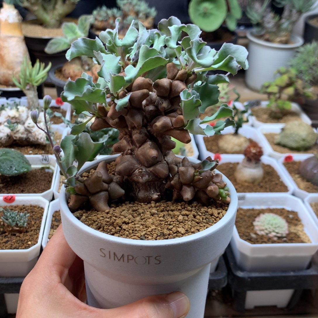 蛮鬼塔厚敦菊带盆