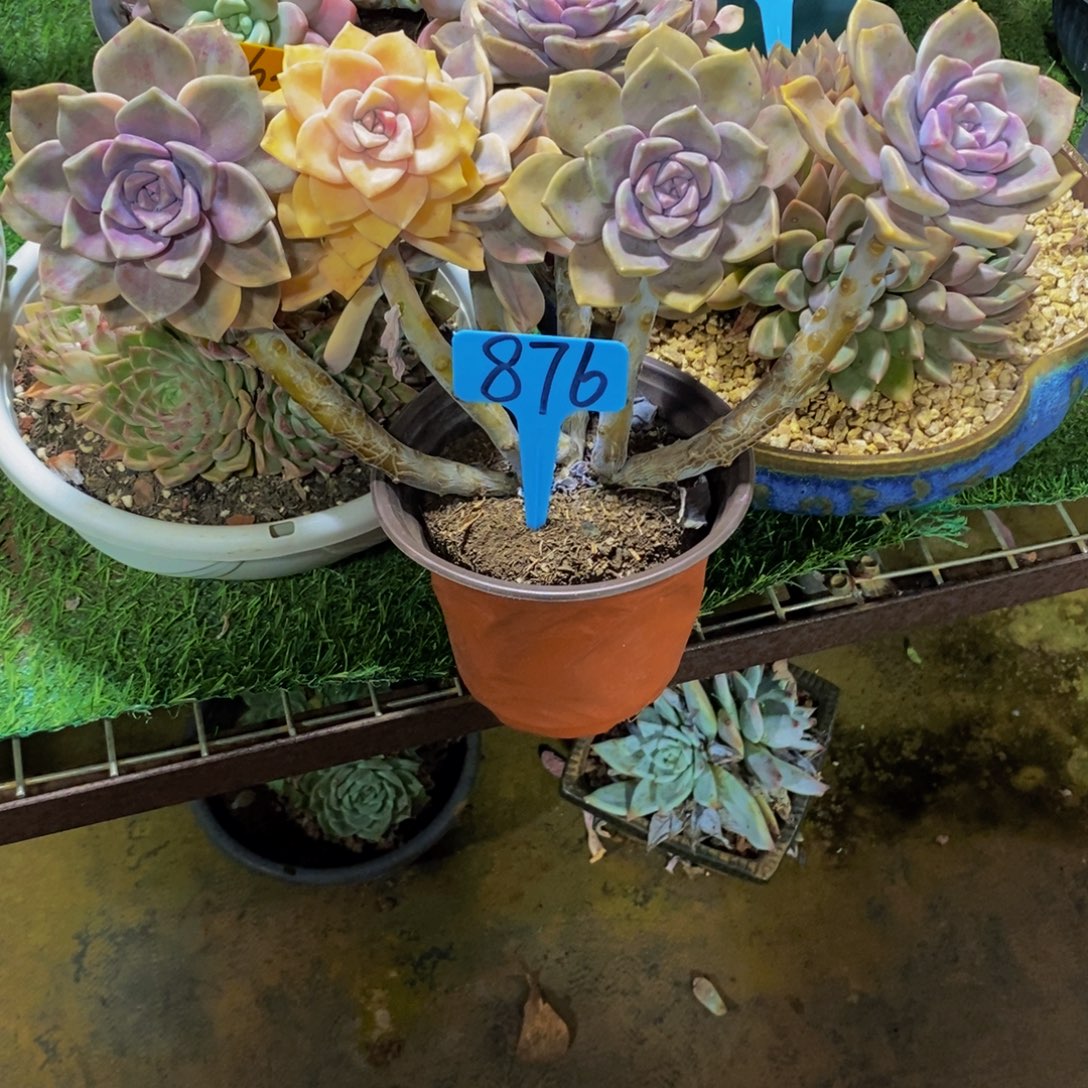 心***琴紫乐带锦876。           