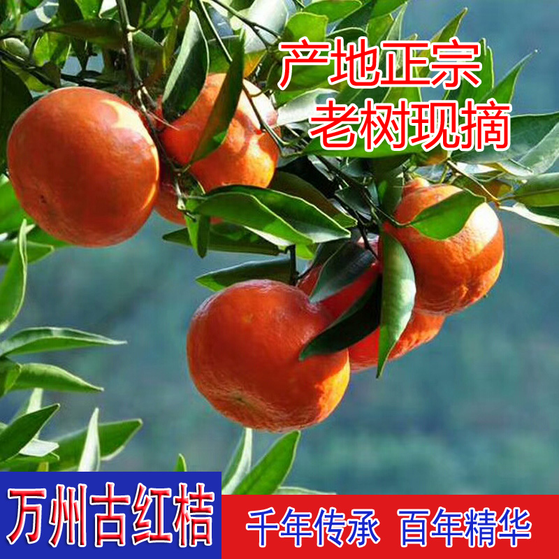 万州古红桔老树川红橘陈皮原料果三峡柑橘大红袍川陈皮大红果