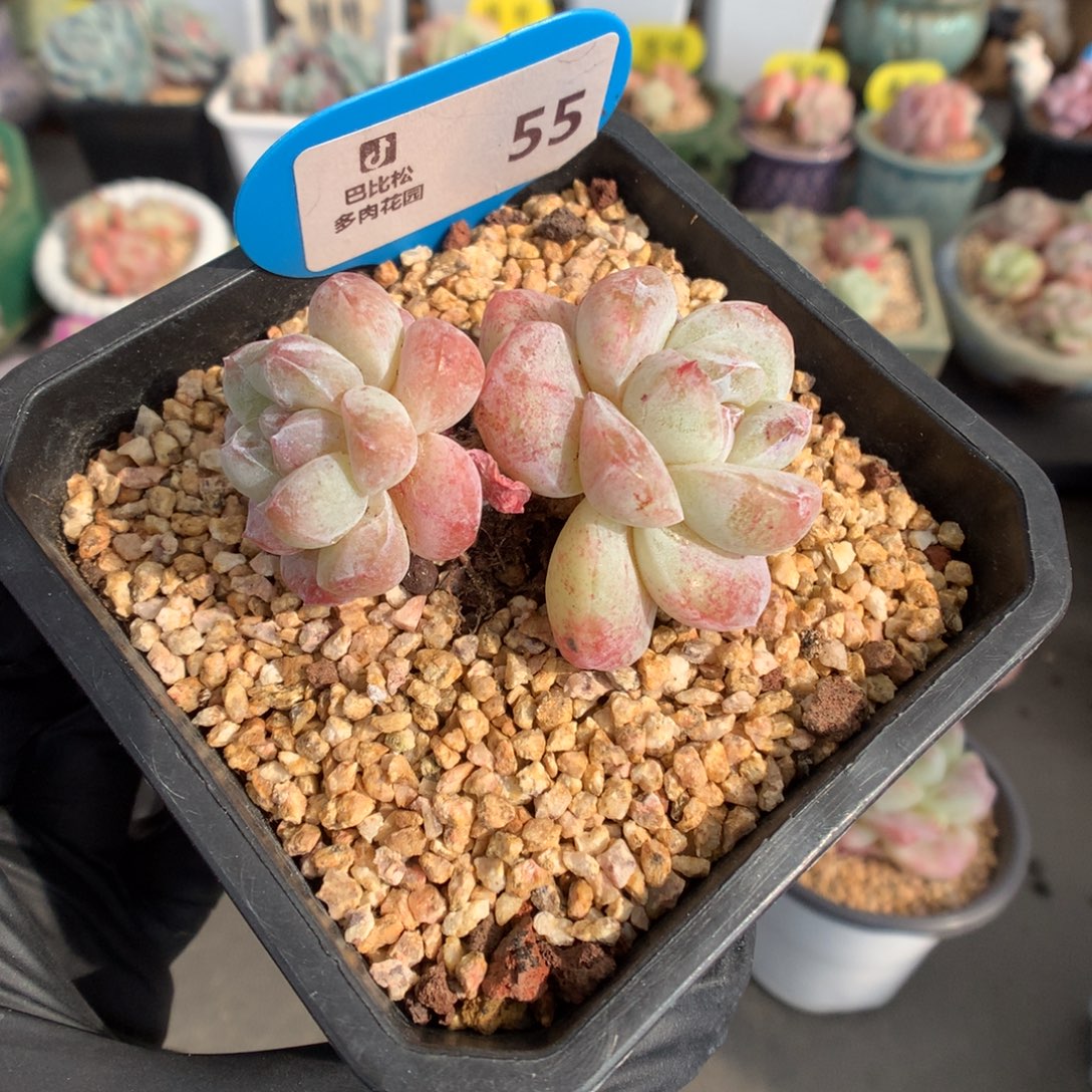 55 冰玉石化多肉多肉