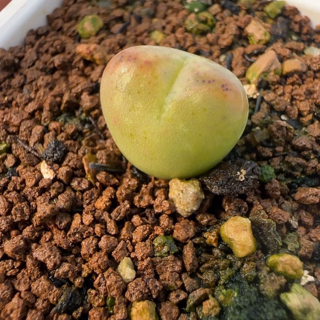 1.28多肉新年大福36号