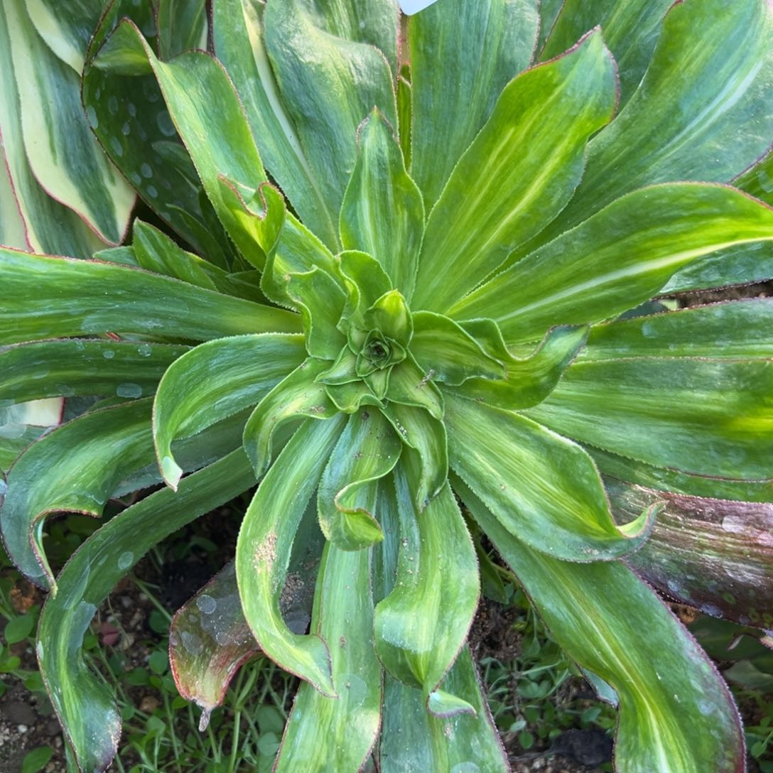 4魅影七彩弯多肉植物