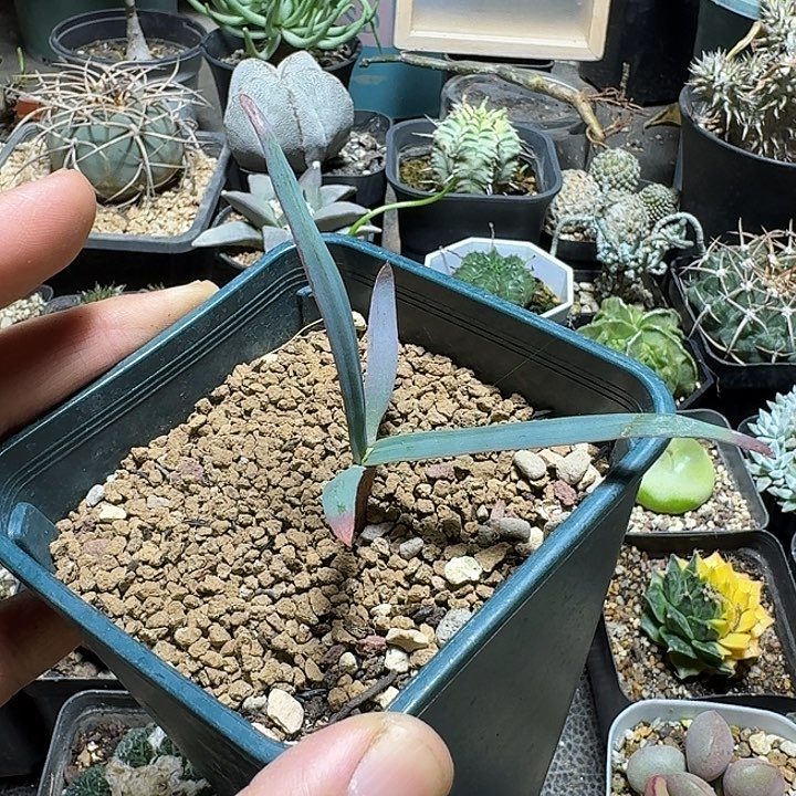 190百岁兰带盆发货