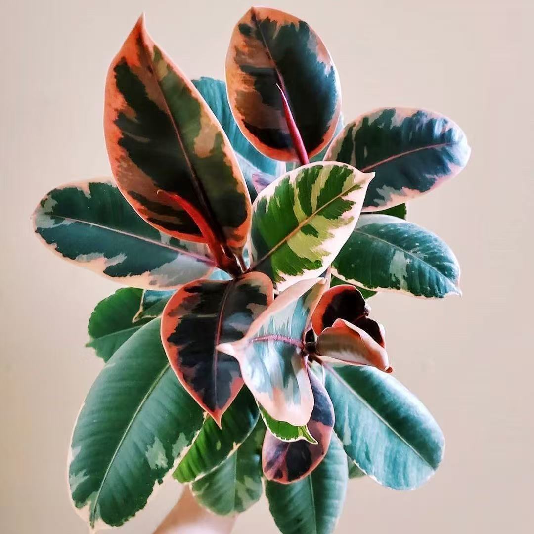 【莉莉甄选】红关公橡皮树盆栽