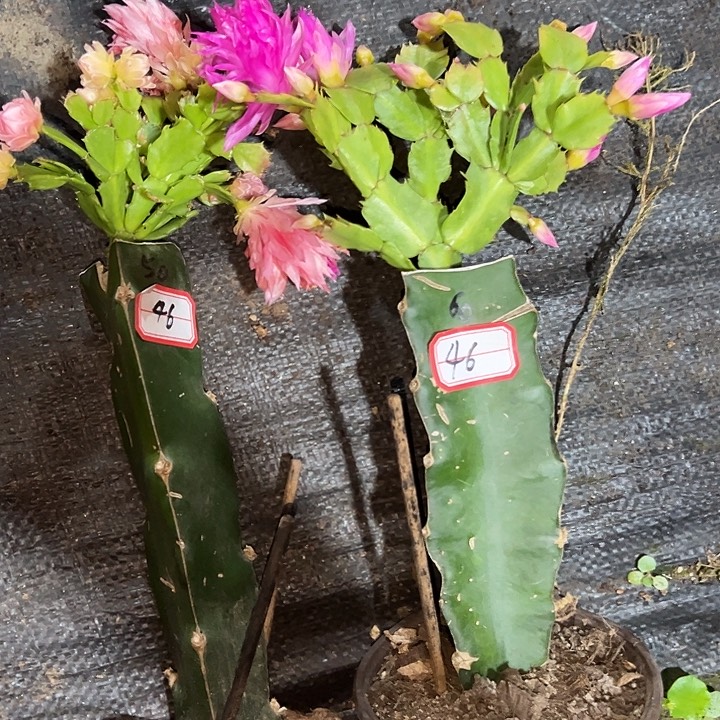 小***总，46号带盆050.060