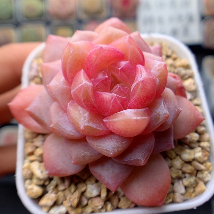 多肉植物。 糖心69