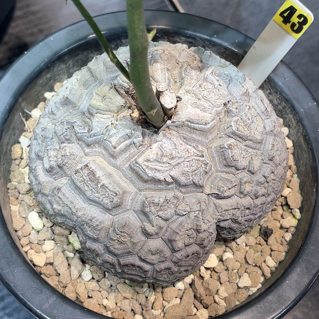 43号纹日系异形龟10公分带瑕