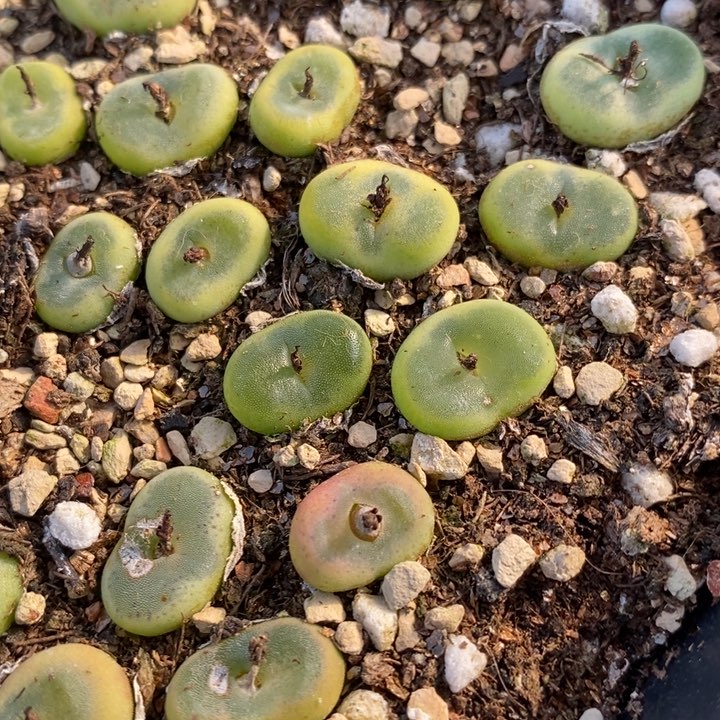 水晶鞋1颗水晶鞋