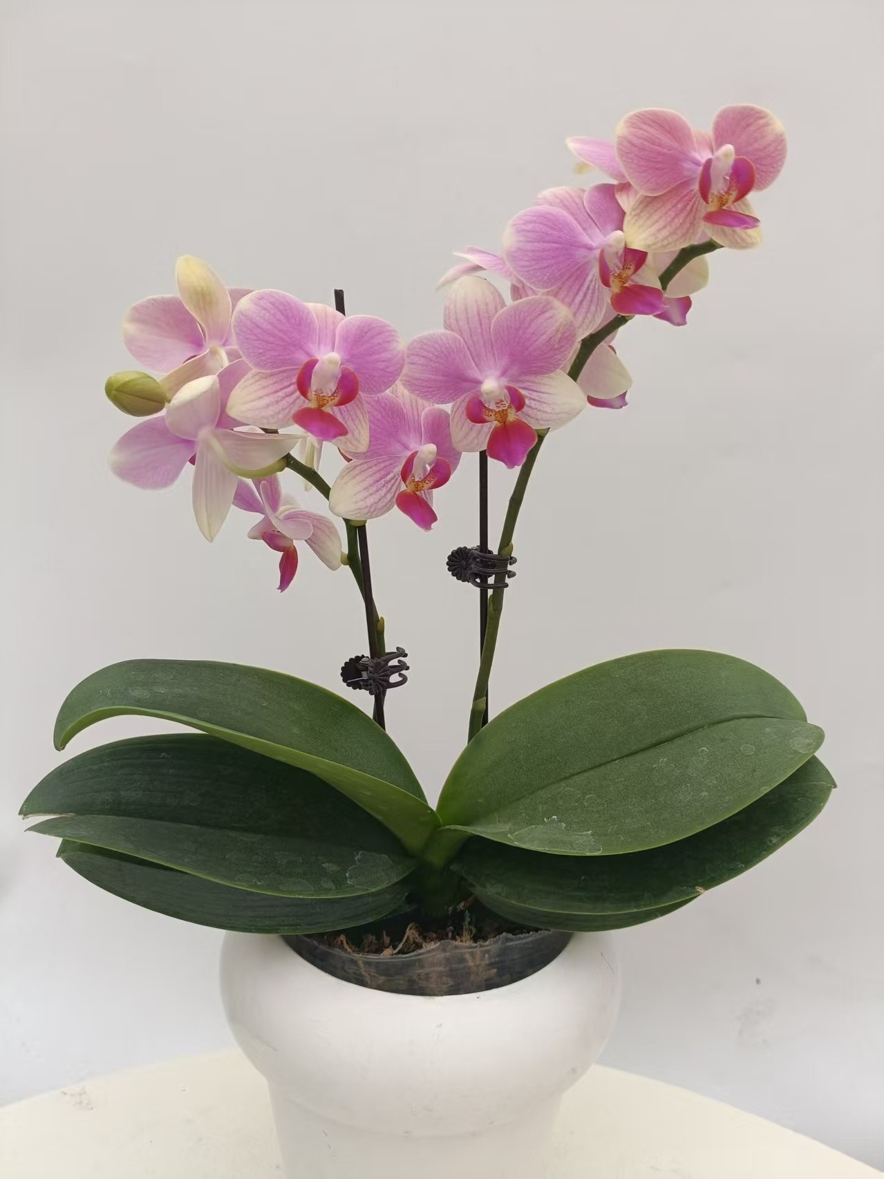 欢然花田培植蝴蝶兰（夏日）双梗，全花无花苞无售后