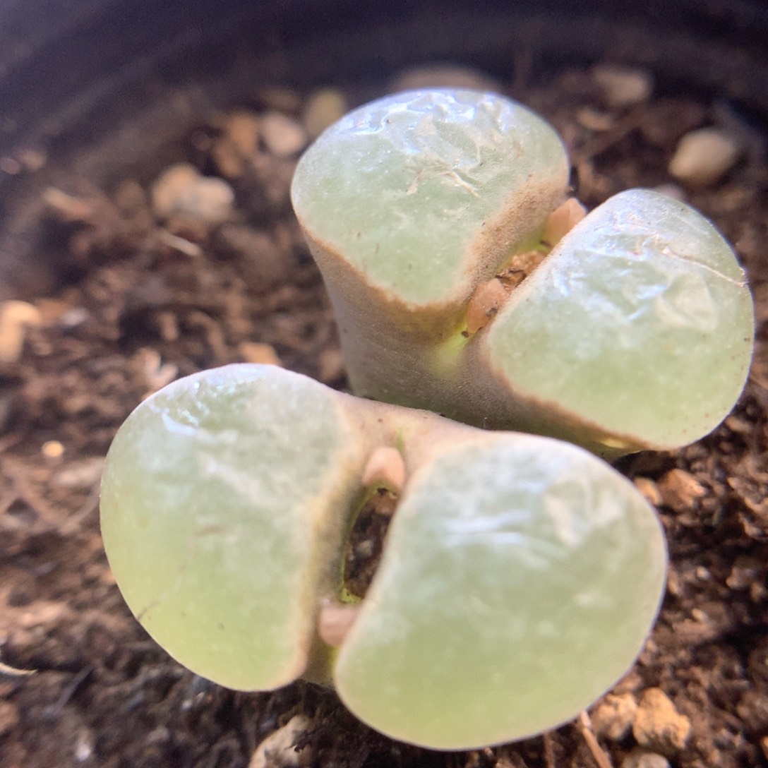 克里普兰 双头磁铁 肉锥植物