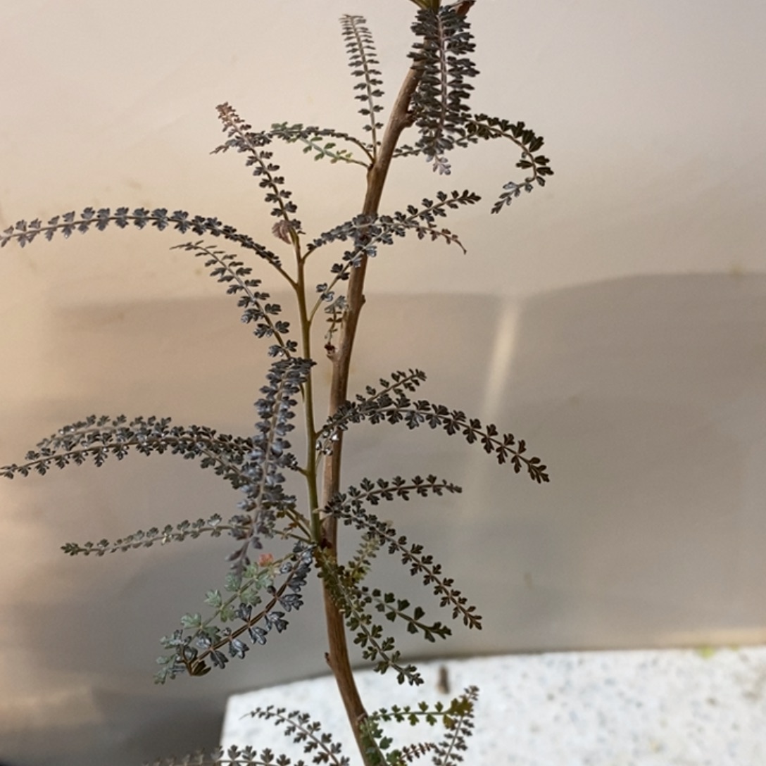 索科特拉乳香（黑叶版）实生带盆