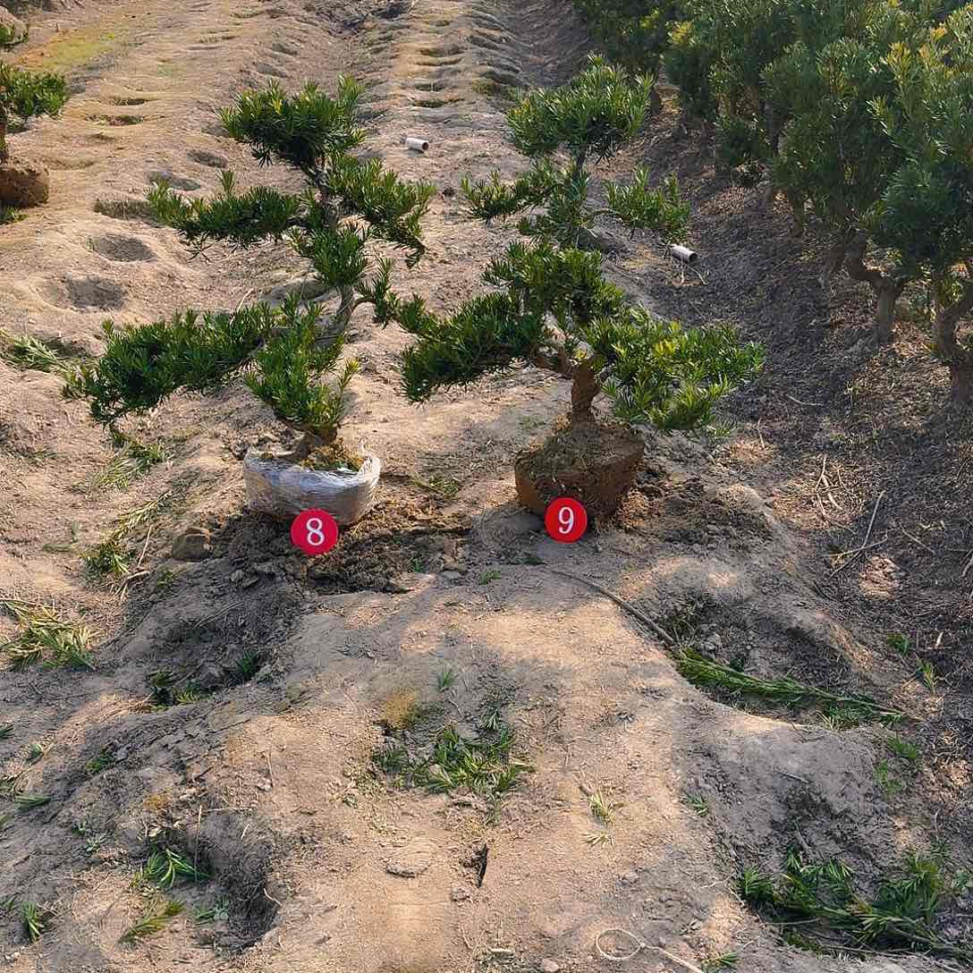 罗汉松盆景艺术来*哈