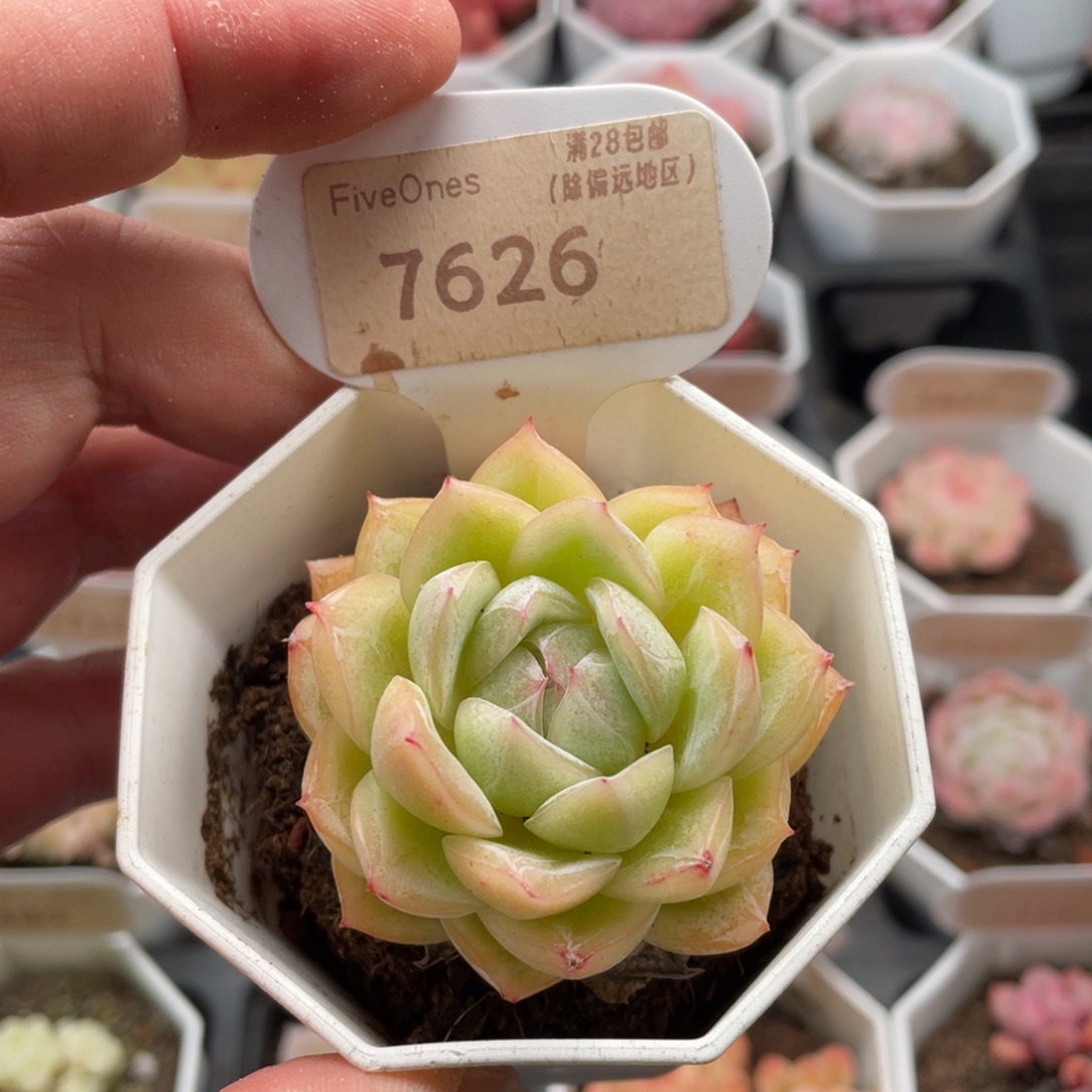 玉玲珑7626-5厘米