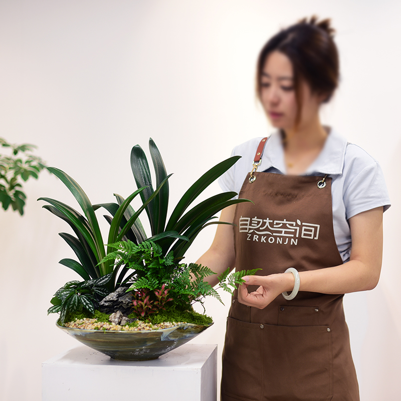 君子兰盆栽办公室内好养植物客厅花卉四季常青盆景好养桌面绿植