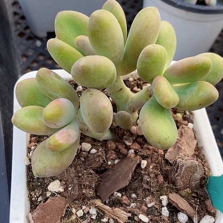 多肉植物芒果奶7230