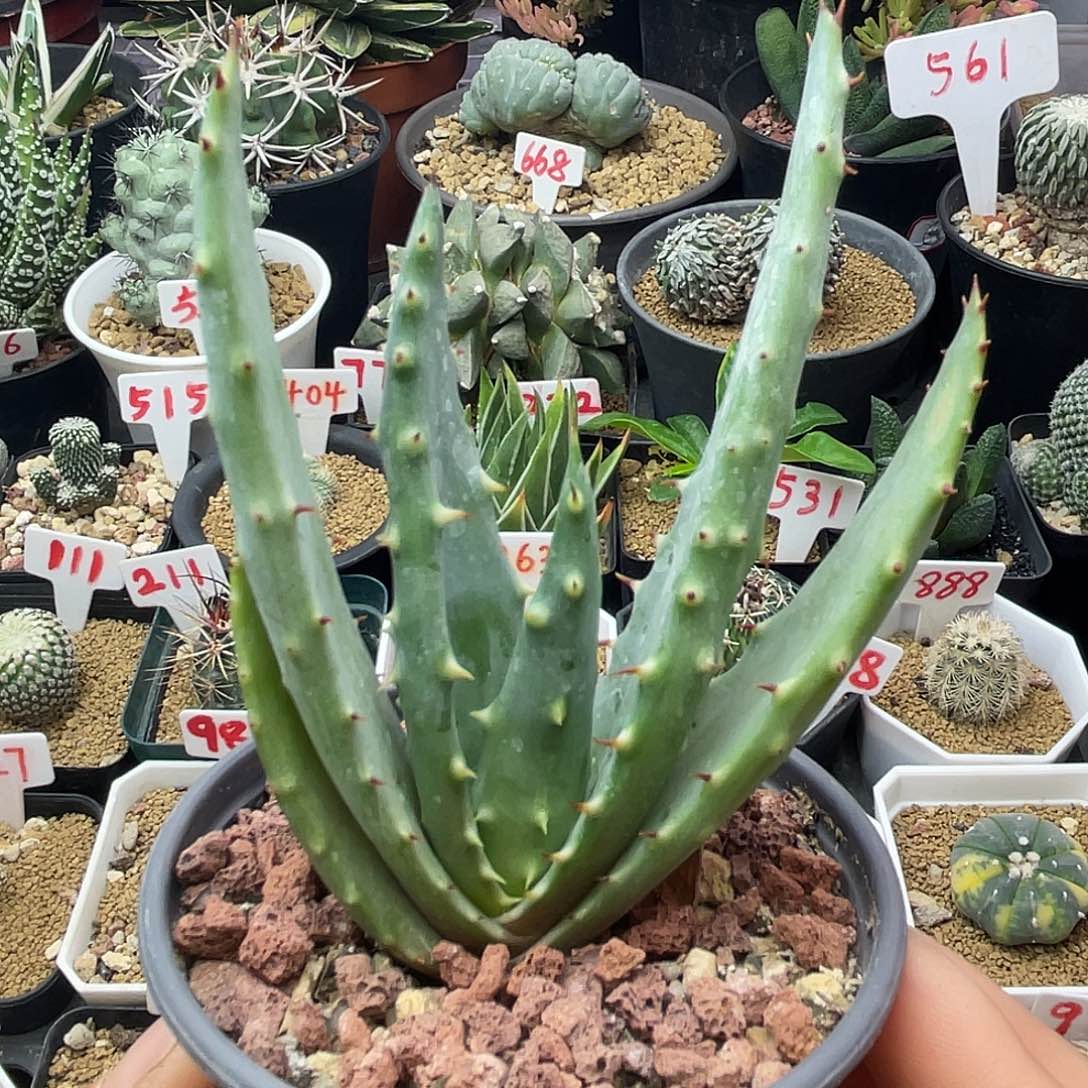 无花朵实生王刺锦芦荟仙人球