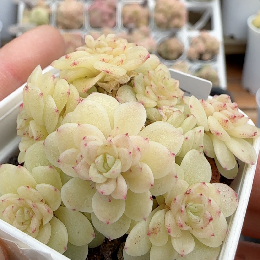 【闪购商品】0209-38（ht-21）