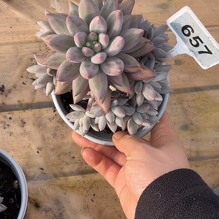 多肉植物金虞姬657
