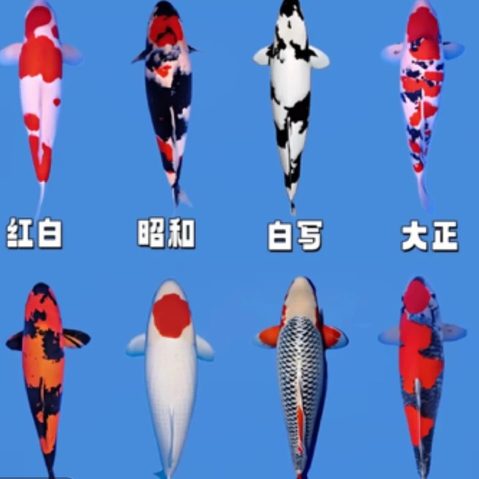 日系精品锦鲤鱼9-11公分 11条 好养可混养“随机颜色混搭 不指定”