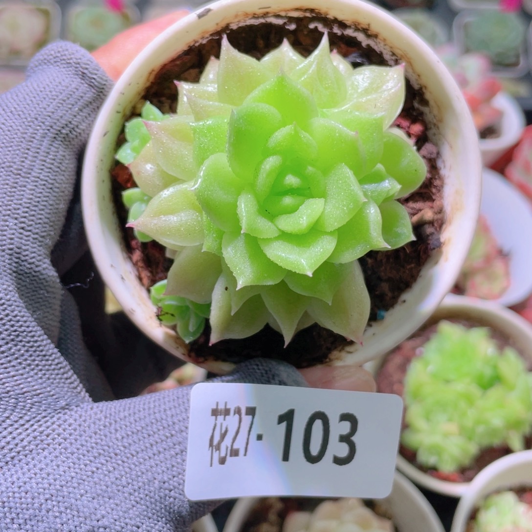 花利美27-103幻影