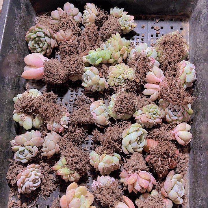 直播福利一物一拍16