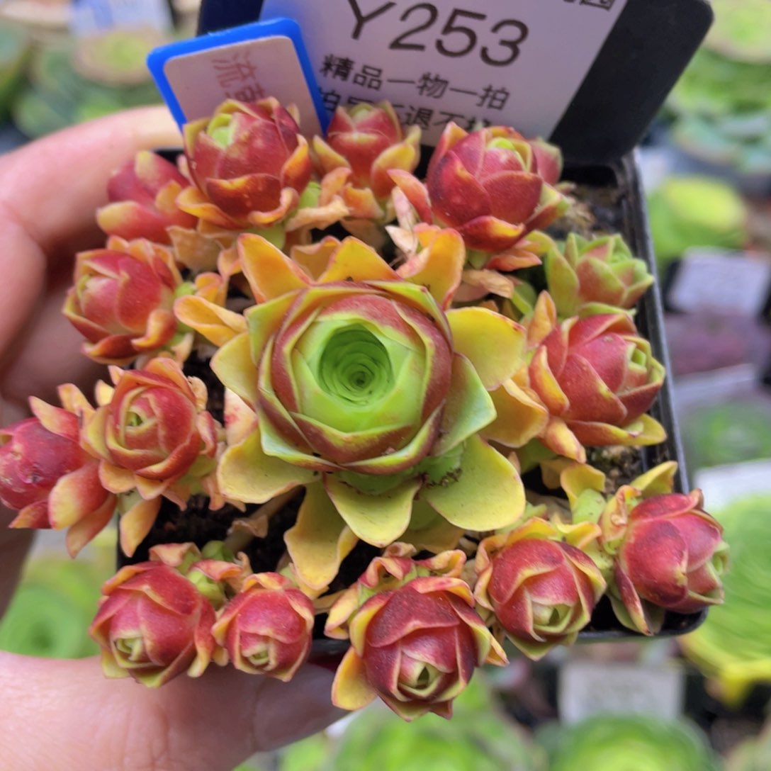 流萤之舞一物一拍253