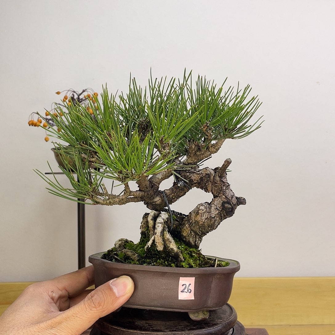 木本关野正三河黑松盆栽