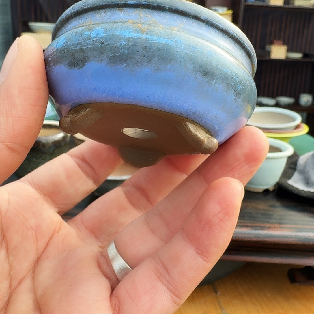 西***瓜无花朵进口杜鹃盆栽盆器