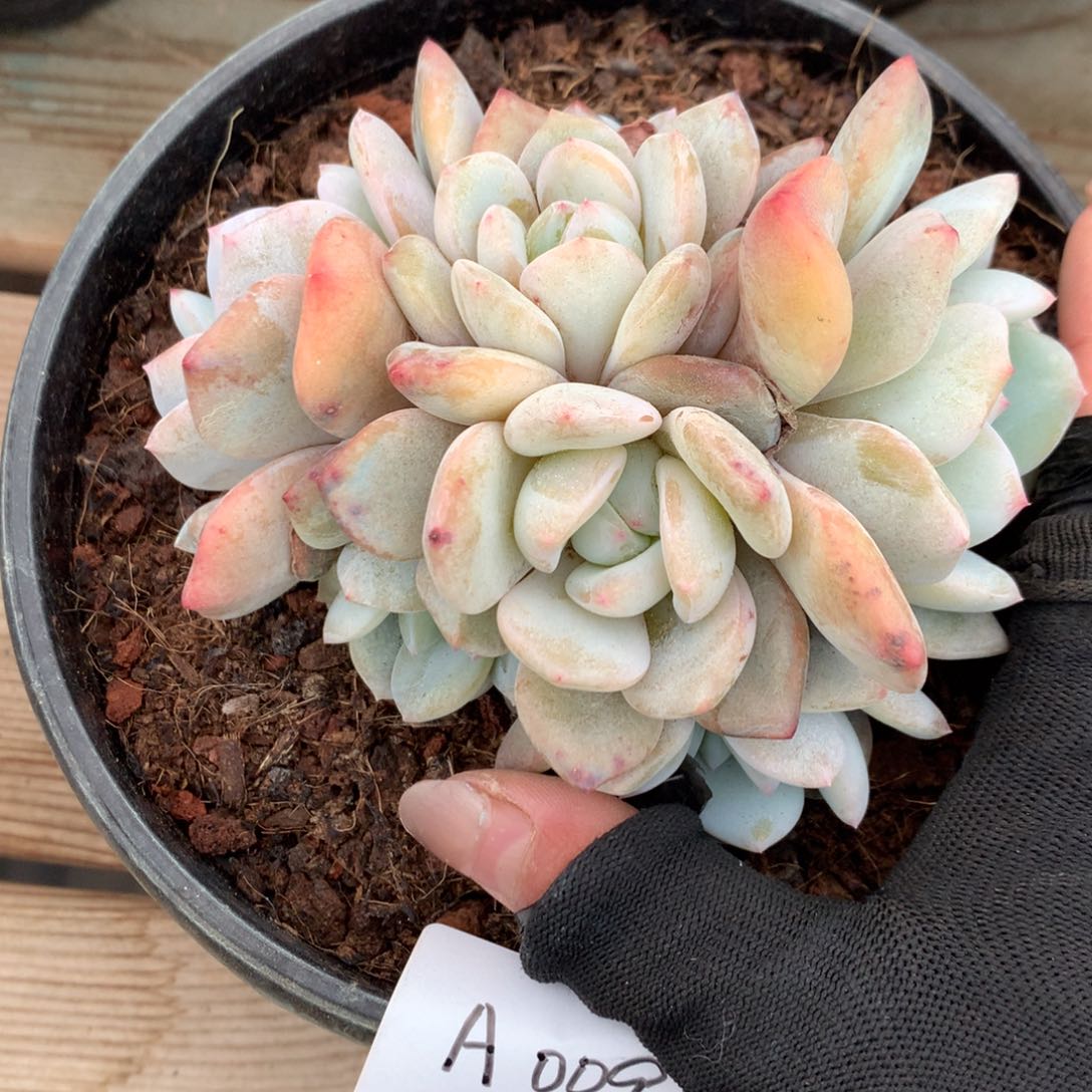 A009售后范围：签收起7天录开箱视频