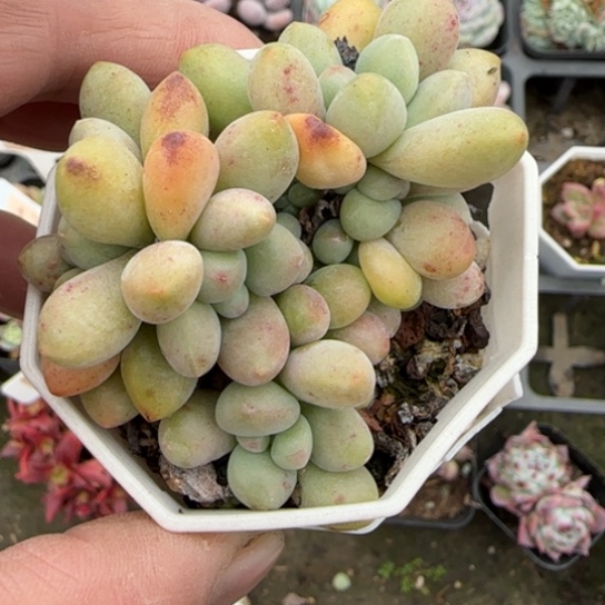 89奶酪蛋糕多肉植物多