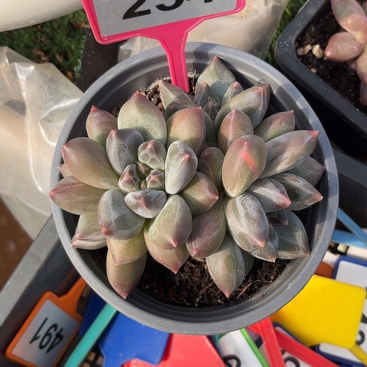 多肉植物重楼群254