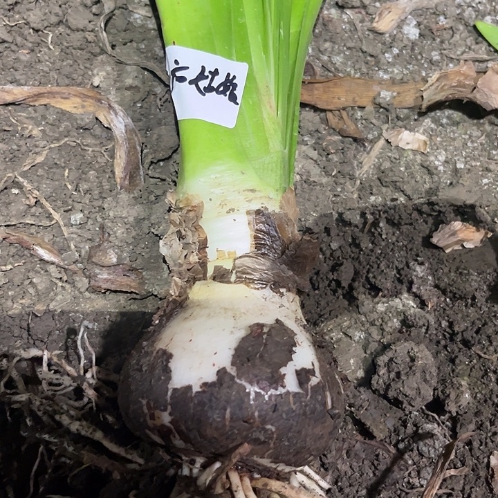 当前无花朵，栽培后可花朵北方姑娘。 8左右