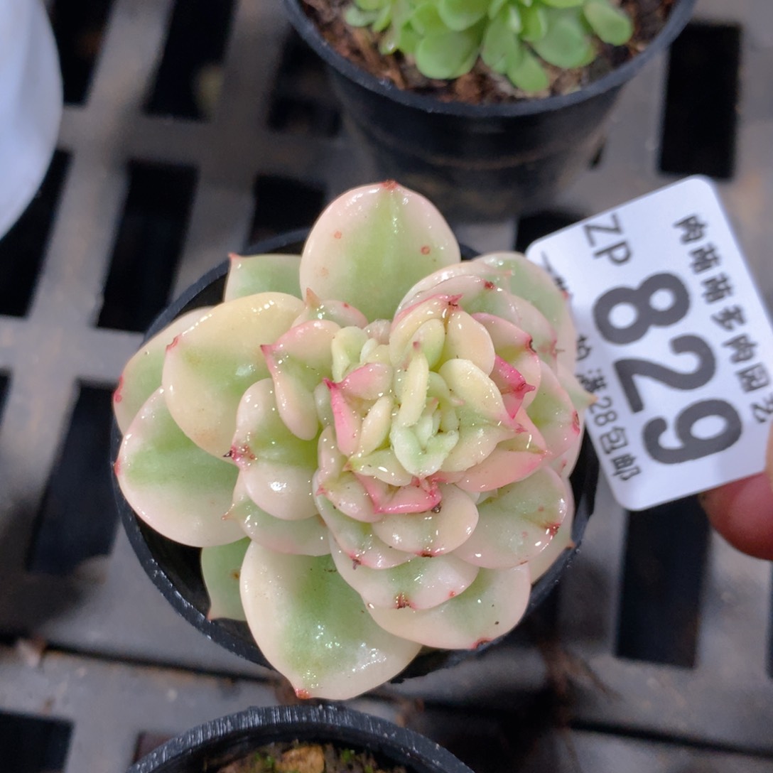 5CM拇指盆精控多肉ZP829