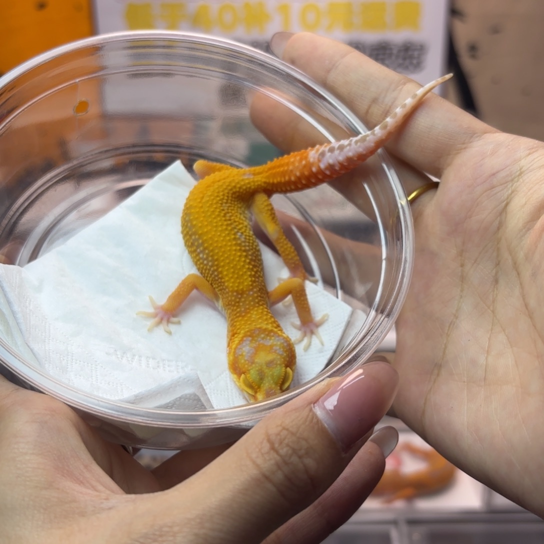 豹纹守宫暴龙妹妹 J054