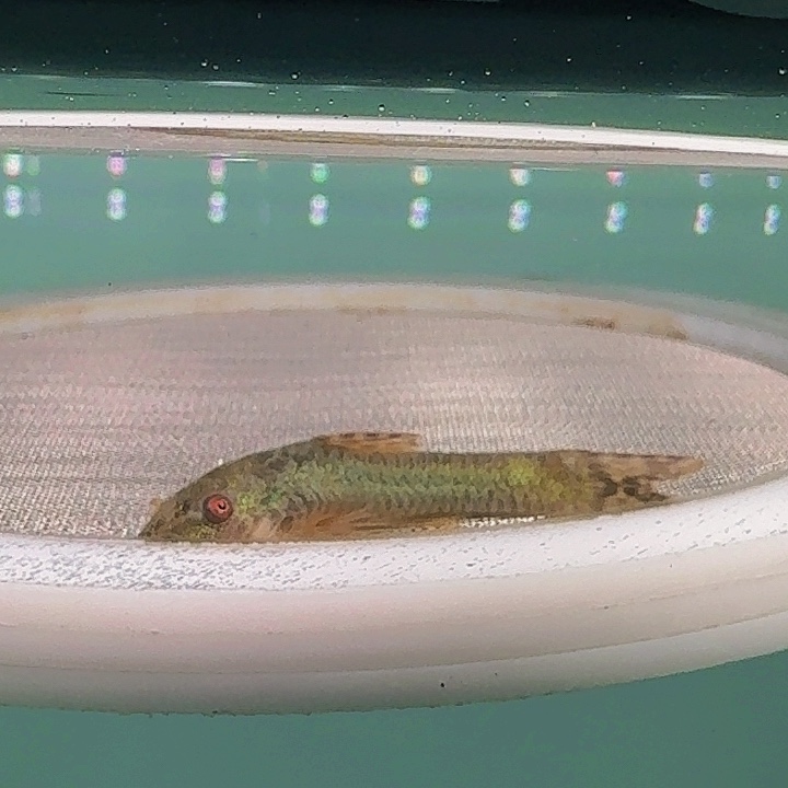 灯科鱼K06-24号绿小4厘米一条