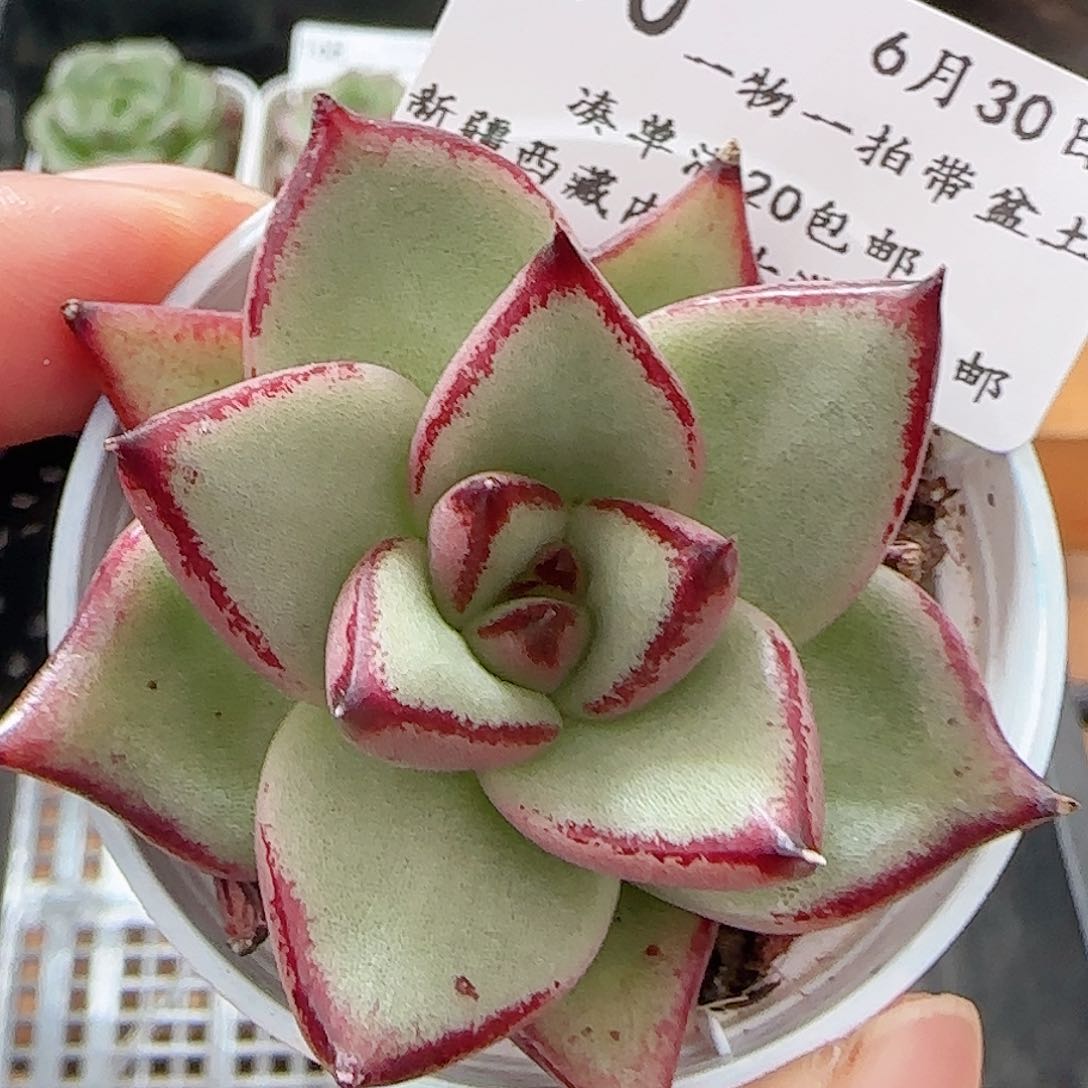 多肉0630-170乌木