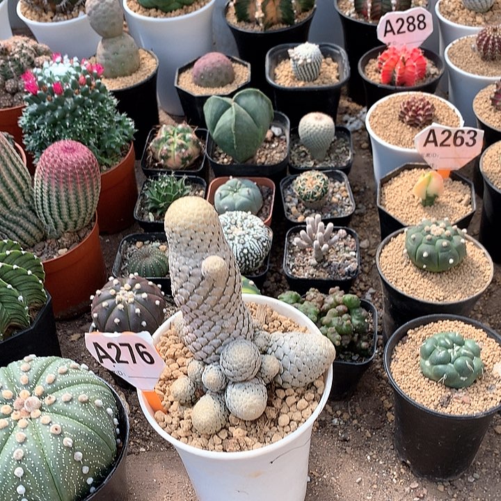 兔****觉3333333333333