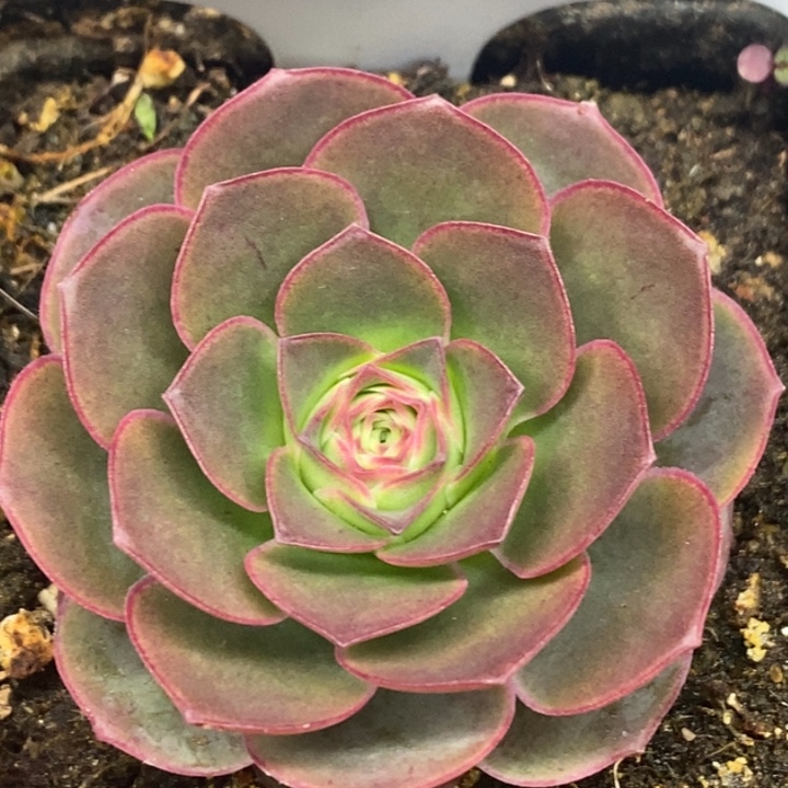 楹楹-41-冠幅 4.5Cm