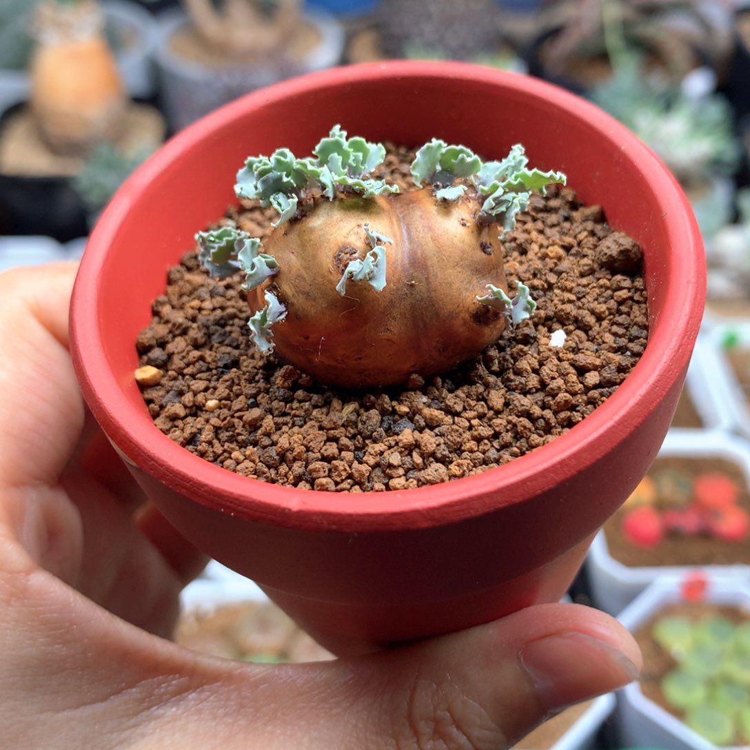 产地格加厚敦菊带盆