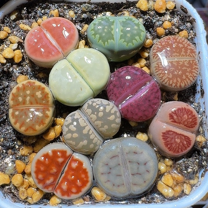 生石花1111222。   236