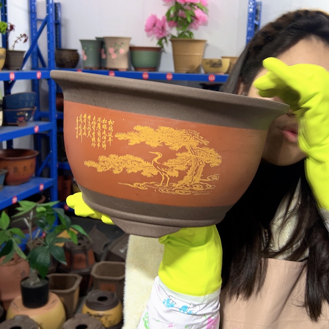30红色松鹤三角金钟花盆花盆